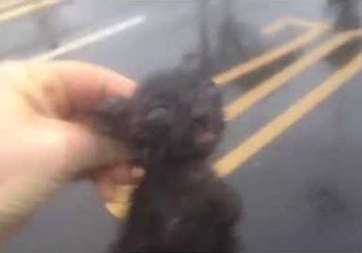 Kitten Survives Typhoon Matmo in Taiwan