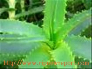 L ' ALOE VERA... Una pianta MIRACOLOSA . RICETTA PER LA PREPARAZIONE