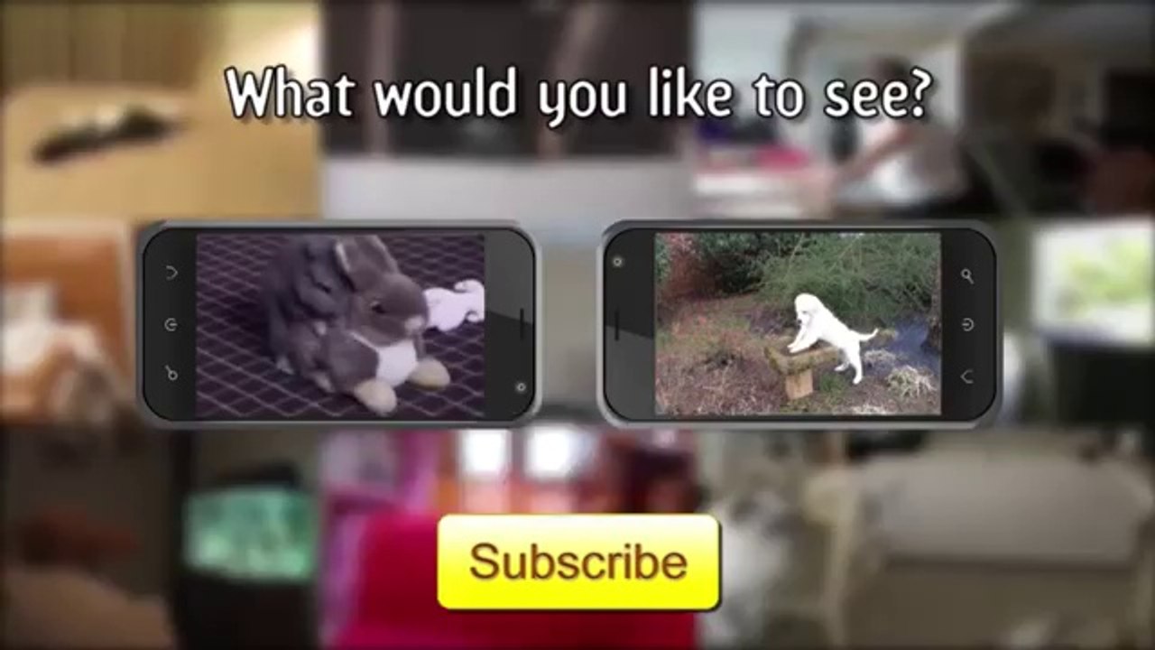 Puppy And Toddler Communicate