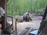 N’embête pas l'ourson car sa maman ours est derrière et va charger!