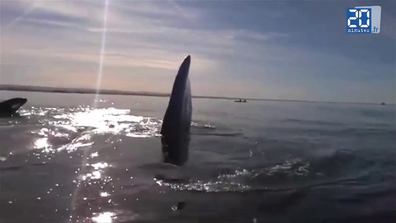 Ils font du kayak sur une baleine