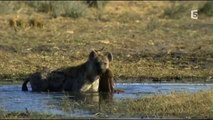 Les prédateurs de la savane, une lutte pour la survie