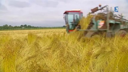 Pays de Caux :  c'est la saison de l'arrachage du lin