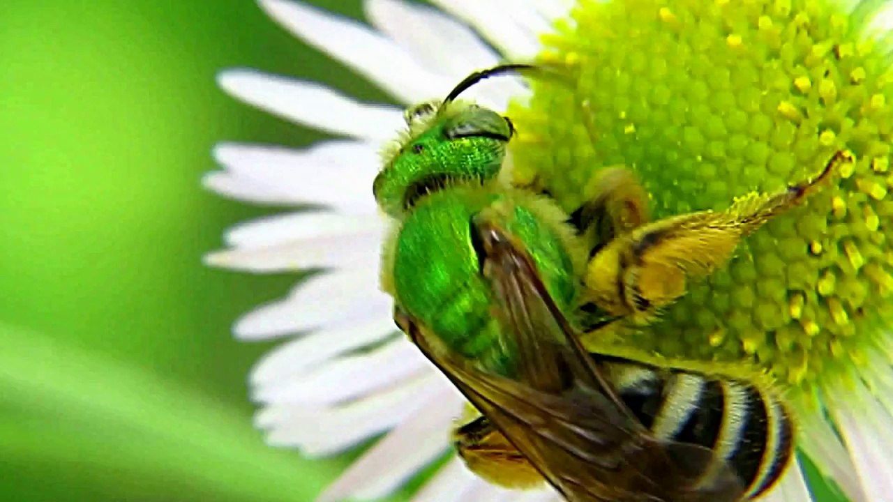 Amazing Green Bumble Bee