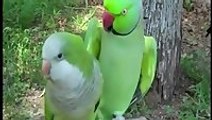 Pickup artist parrot wants kisses
