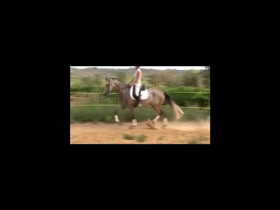 ETRANGER cheval KWPN pleins papiers à la vente