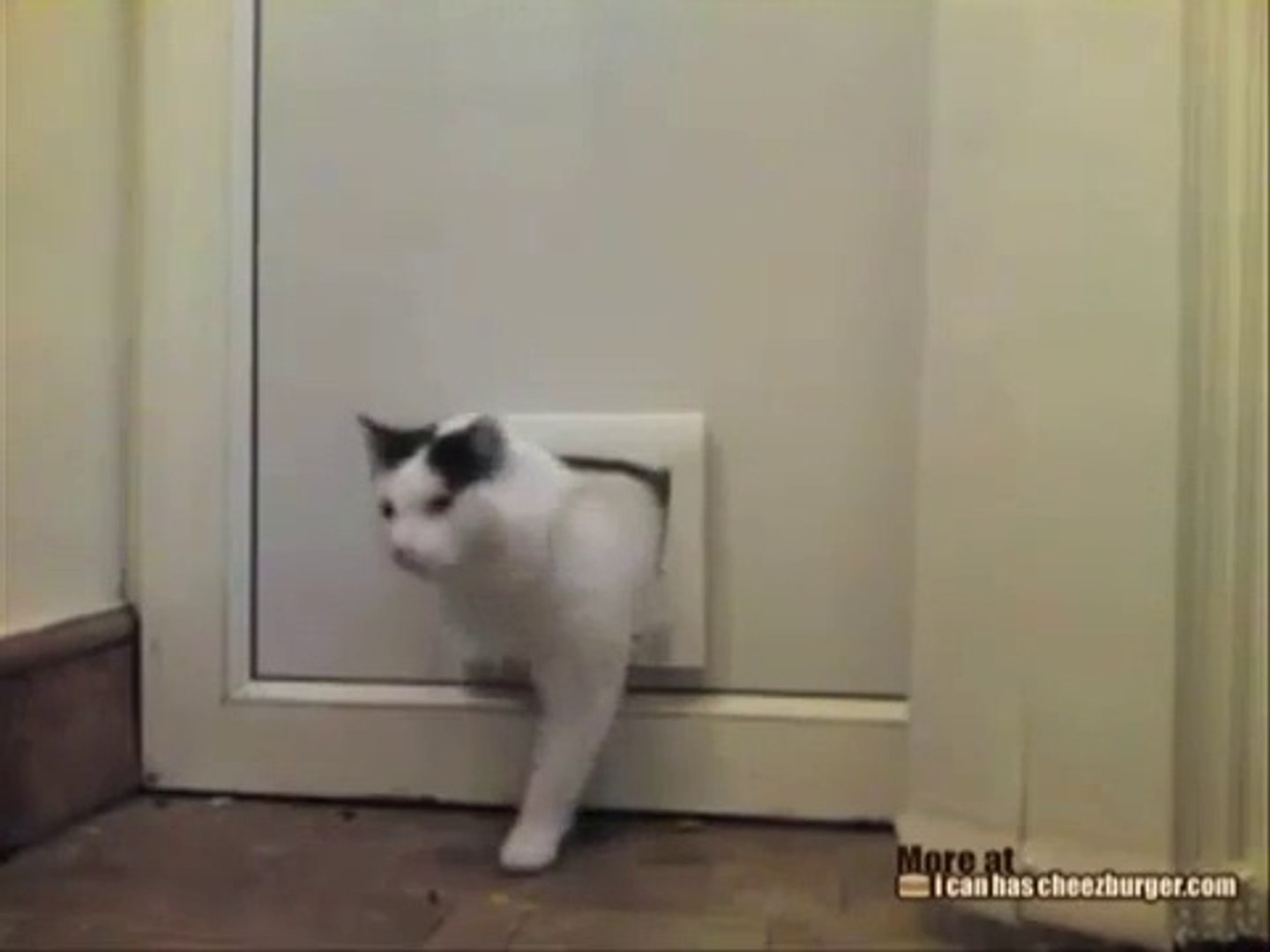 Un Gros Chat Coince Dans Sa Chatiere Video Dailymotion