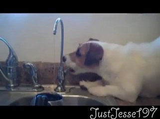 Incroyable ce chien vit comme un humain