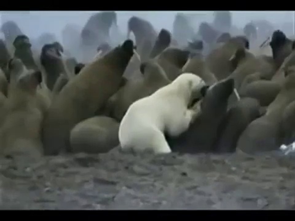 Ours polaire tué par un morse