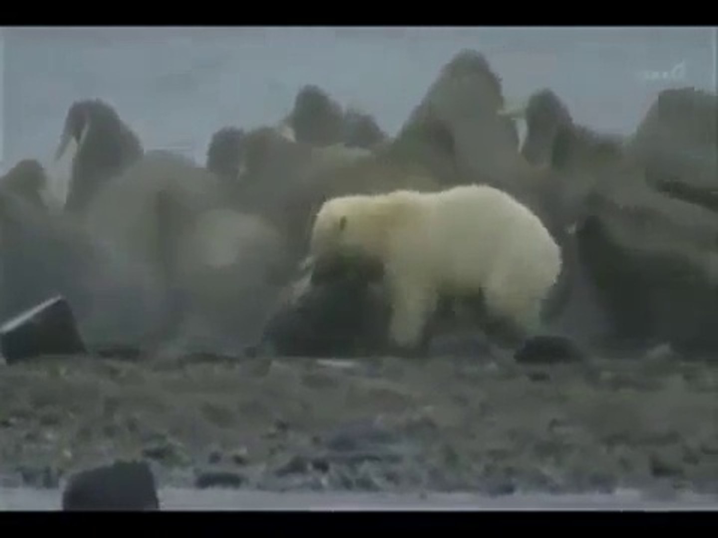 Polar bear killed by a walrus