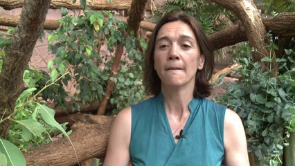 Bebês agitam zoológico da França