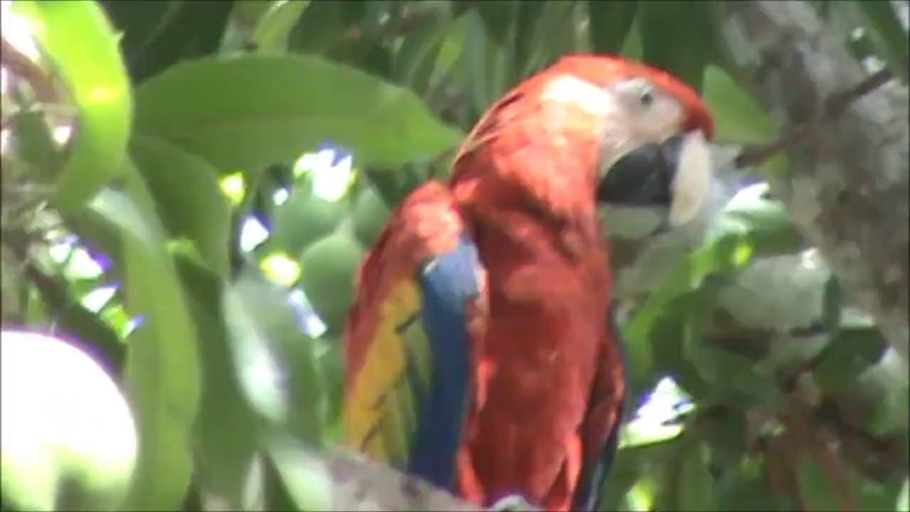 Charly en ruta hacia Uruguay desde Costa Rica