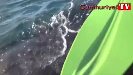 Dev balinaların ortasında kaldılar