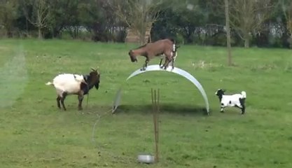 Cabras Locas, Crazy Goats