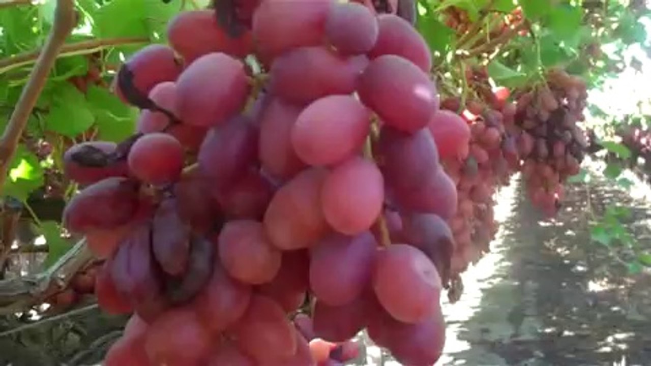 AMERİKAN ASMA ANAÇLI RED GLOB ÜZÜM