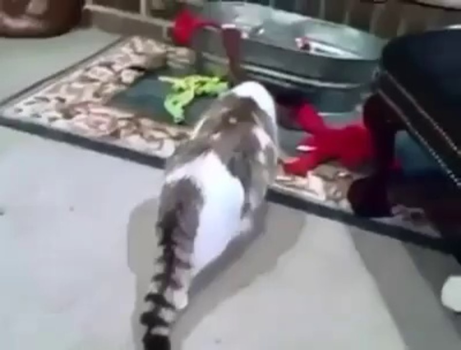 Perro ladrador...