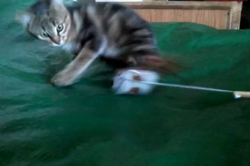 Chaton tigré de juillet 2014 (1)