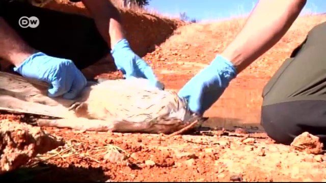 Spain: Deadly Danger for Europe's Vultures | European Journal