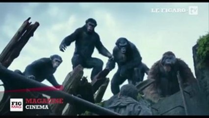 La planète des singes, l'affrontement