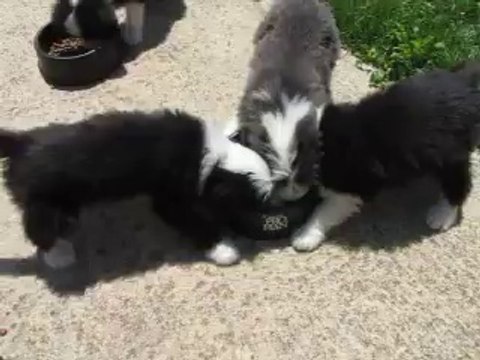 LES CHIOTS BEARDED-COLLIE mangent !