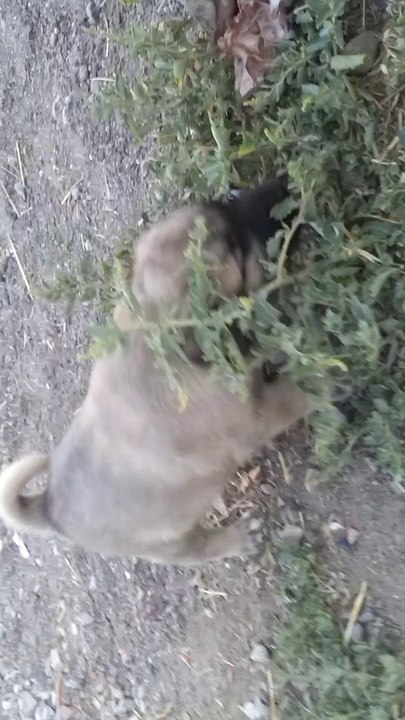 Kangal  yavrularında görülen gençlik hastalığı.. 0554 745 52 53