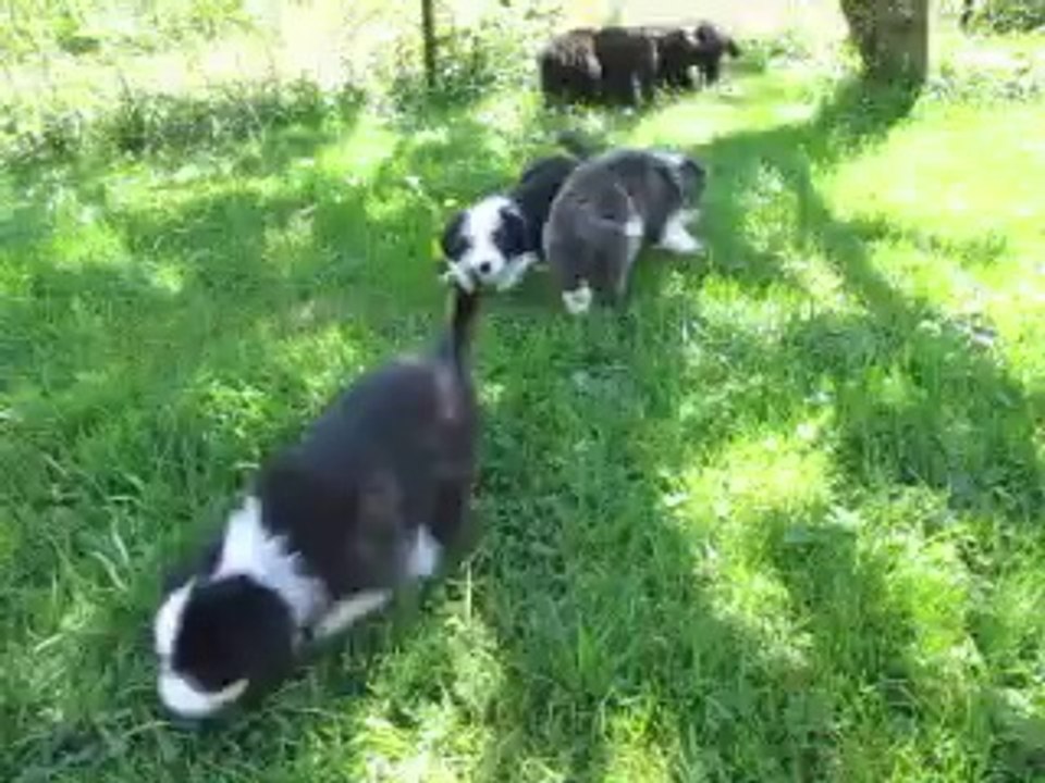 Détente dans le parc au Paradis des Coeurs Tendres ! 24.07.14