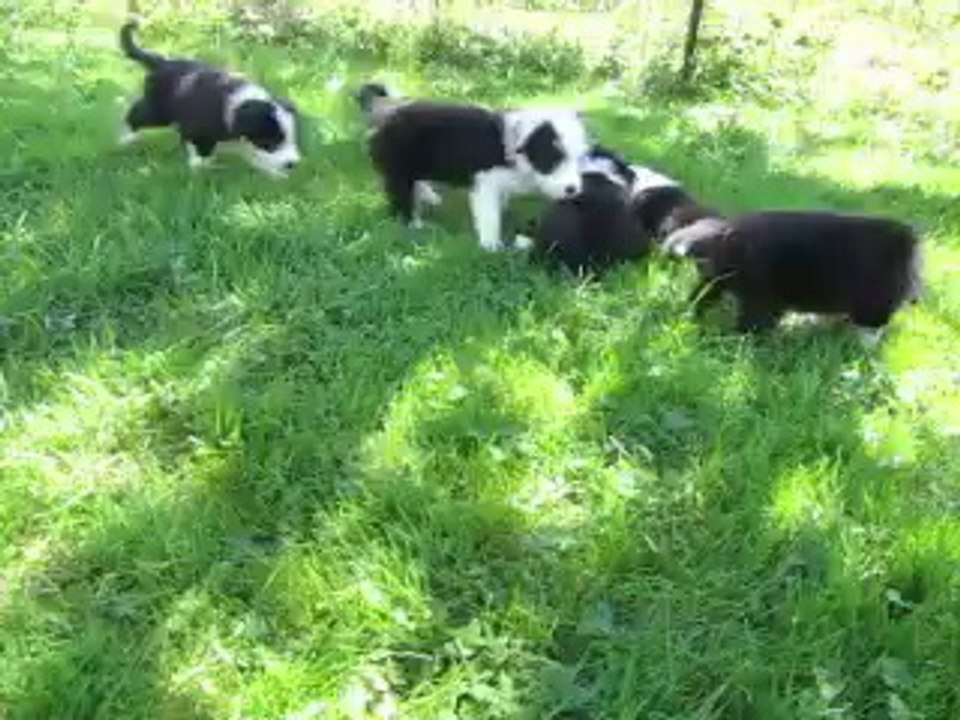 Les chiots Bearded-Collie s'amusent entre eux ! 24.07.14