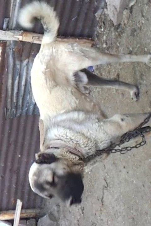 SATLIK KANGAL   KOPEKLERI:http://www.satilikkangalkopek.com