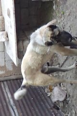 satilik kangal kopek
