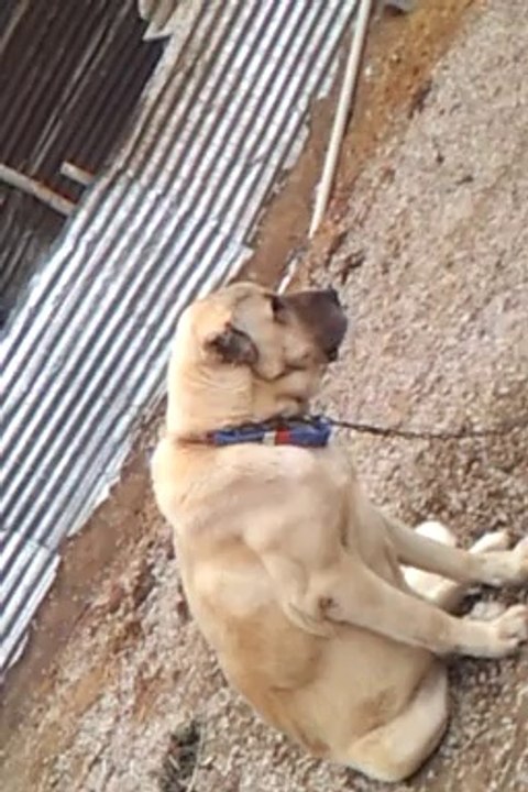 kangal dövüşü