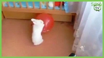 Tavşanın Balonla İmtihanı