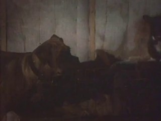 Palito Ortega - La Felicidad