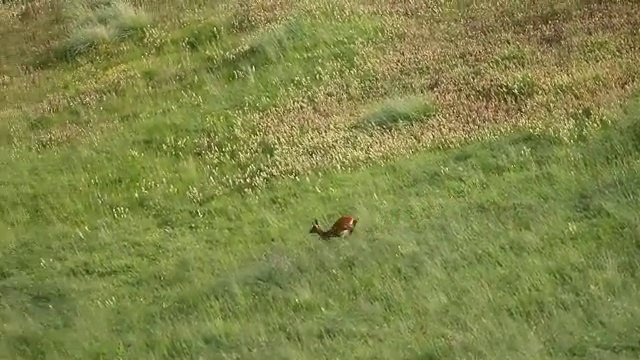 Chevrette dévale Aigle se pose