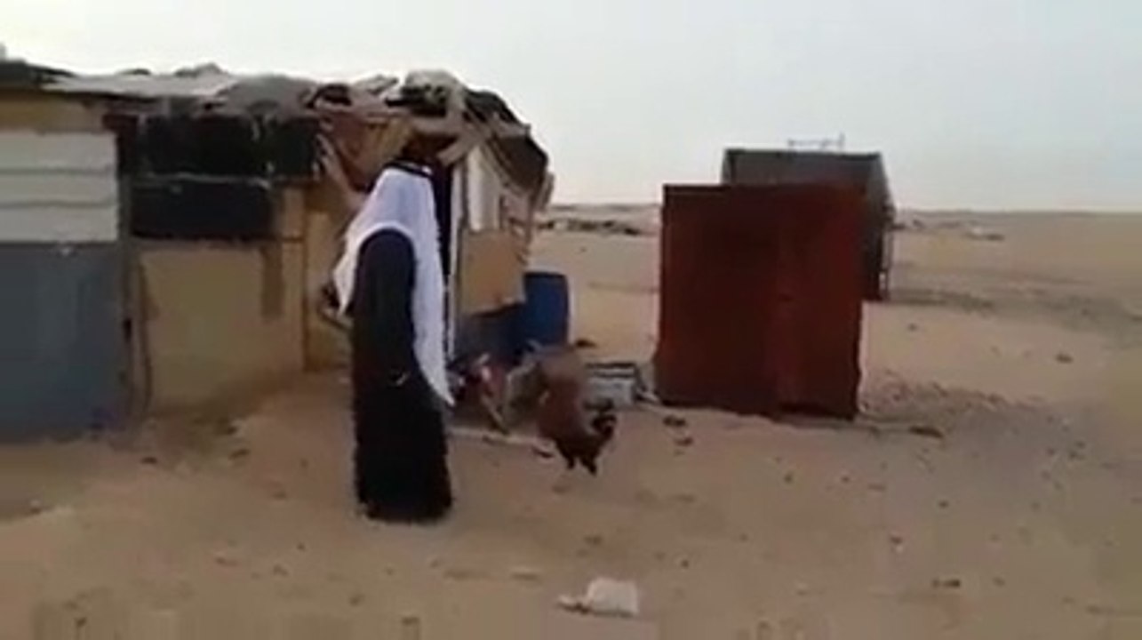 Saudi Having Fun With Rooster