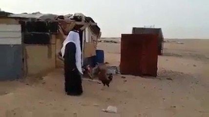 Saudi Having Fun With Rooster