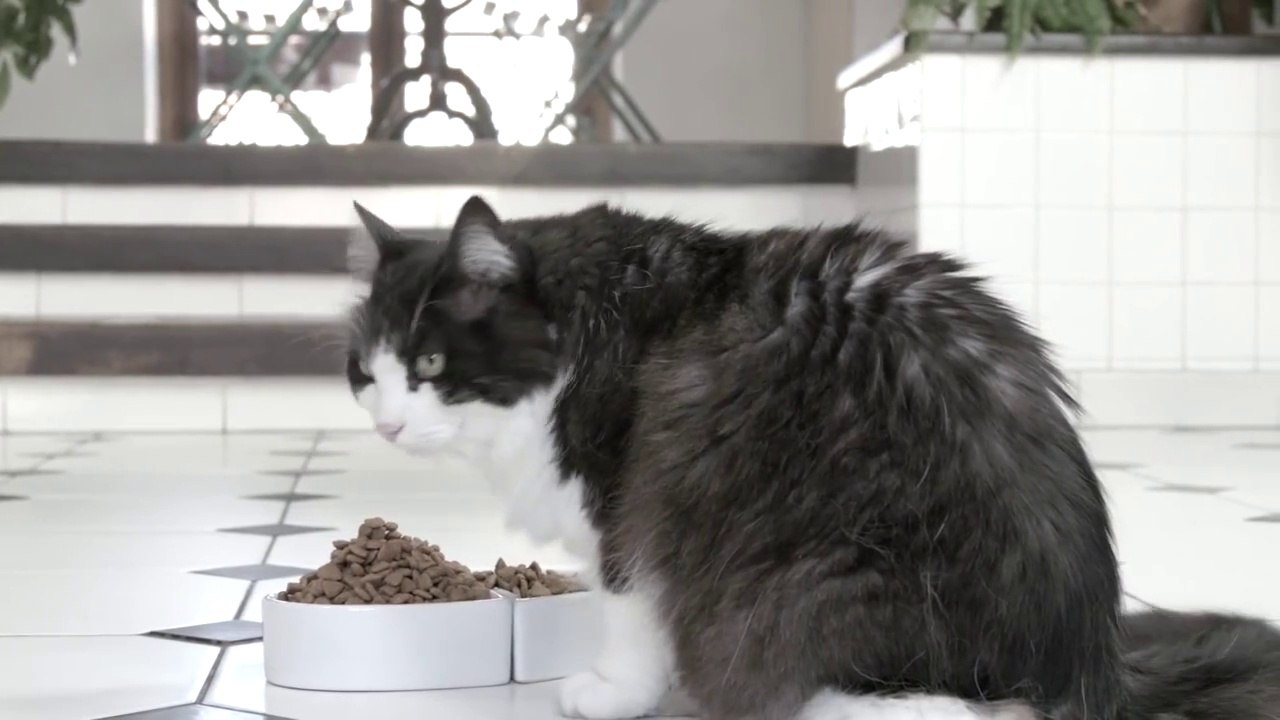 Parodie de publicité hilarante... Whiskas... pauvre chat!