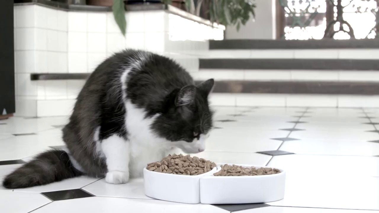So funny Whiskas Commercial parody... poor little cat...