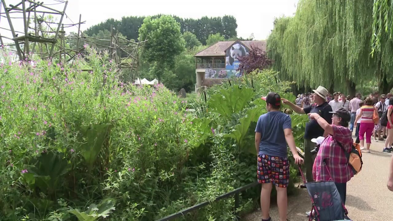 Putziger Nachwuchs für Zoos in Europa