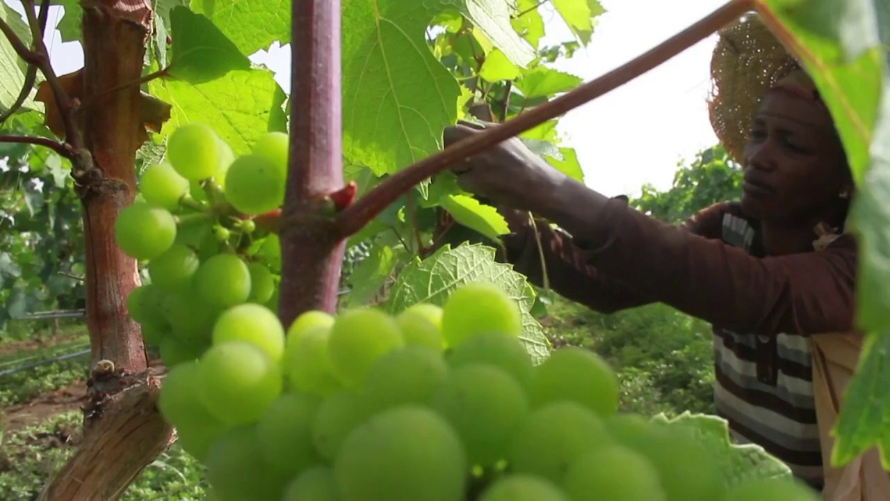 Guter Tropfen nach der Dürre: Wein aus Äthiopien