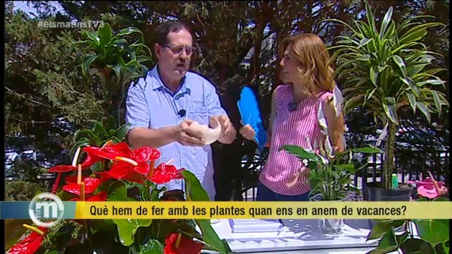 TV3 - Els Matins - Què fer amb les plantes quan marxem de vacances
