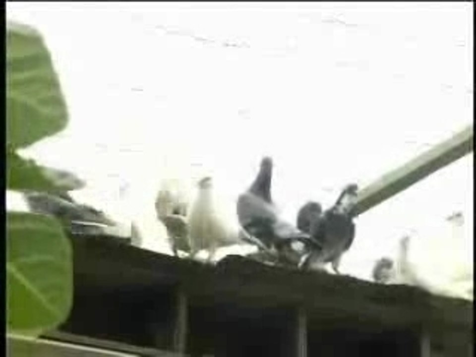 Clip_chaba-dzayria--zmagrya