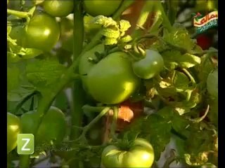 Cherry Tomato by Tofiq Pasha