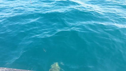 raie de 6kg a la palangrotte