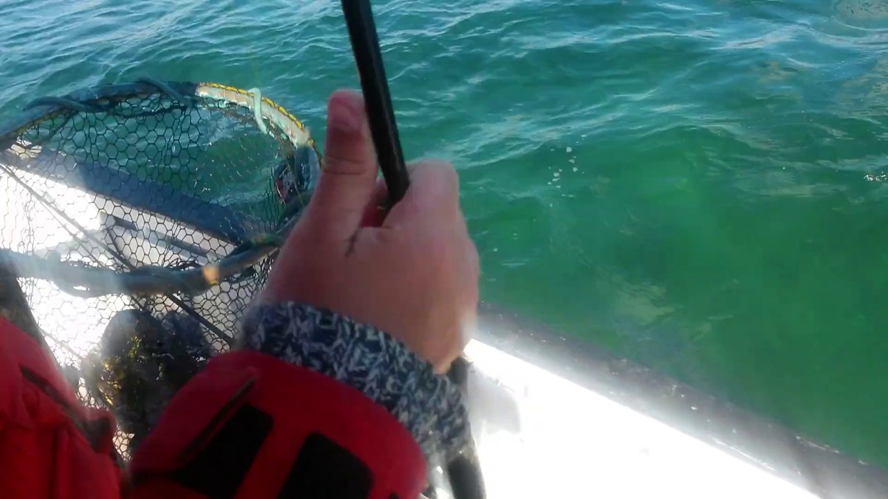 petit bar au leurre souple