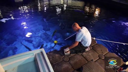 Tête à tête avec les requins