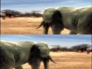 Lion vs Alligator vs Anaconda vs Rhino vs Elephant vs Bear Vs Cougar