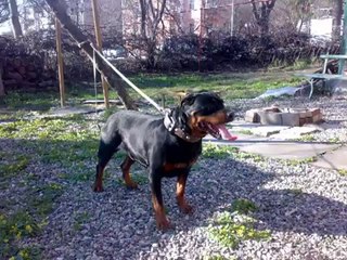 sergey305100 - Грейс Злата Вита