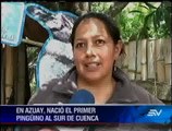 “Nicanor”, el primer pingüino nacido en la altura de Cuenca