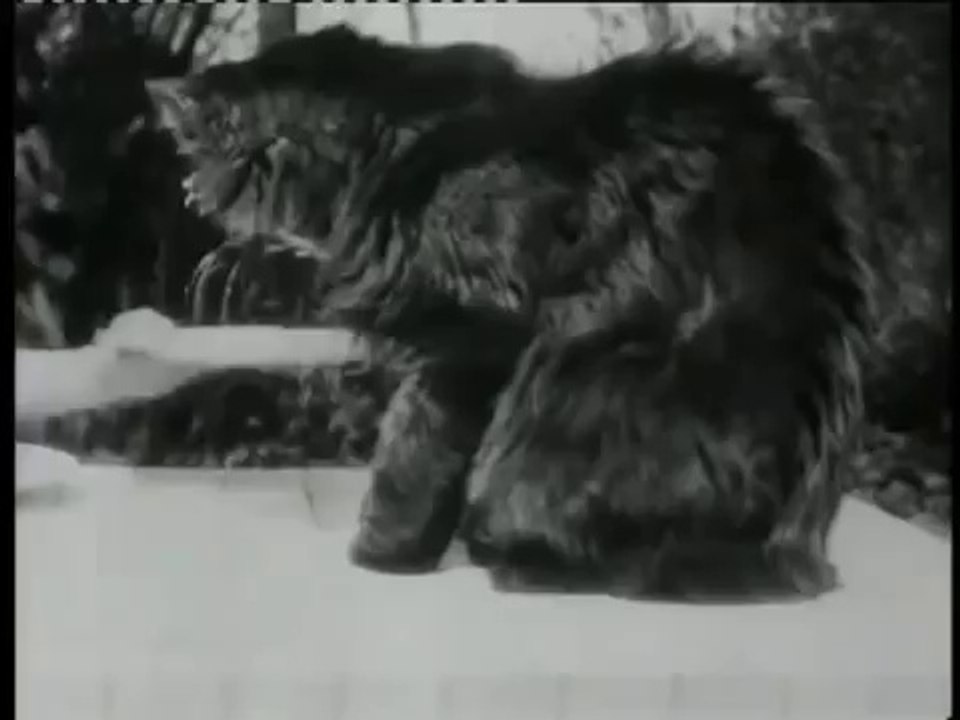 XIXth century Nyan Cat !!!!