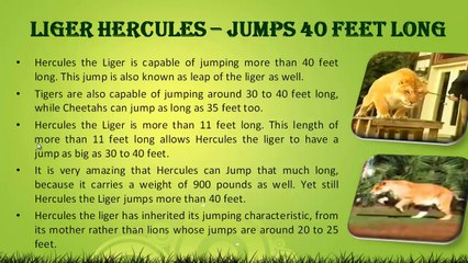 Liger Hercules Jumps 40 Feet Long